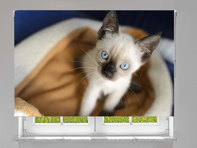 Estor enrollable FOTOGRAFIA gatito