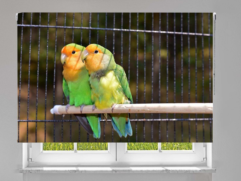 Estor enrollable FOTOGRAFIA loros