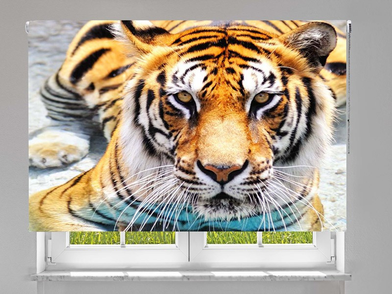 Estor enrollable FOTOGRAFIA tigre