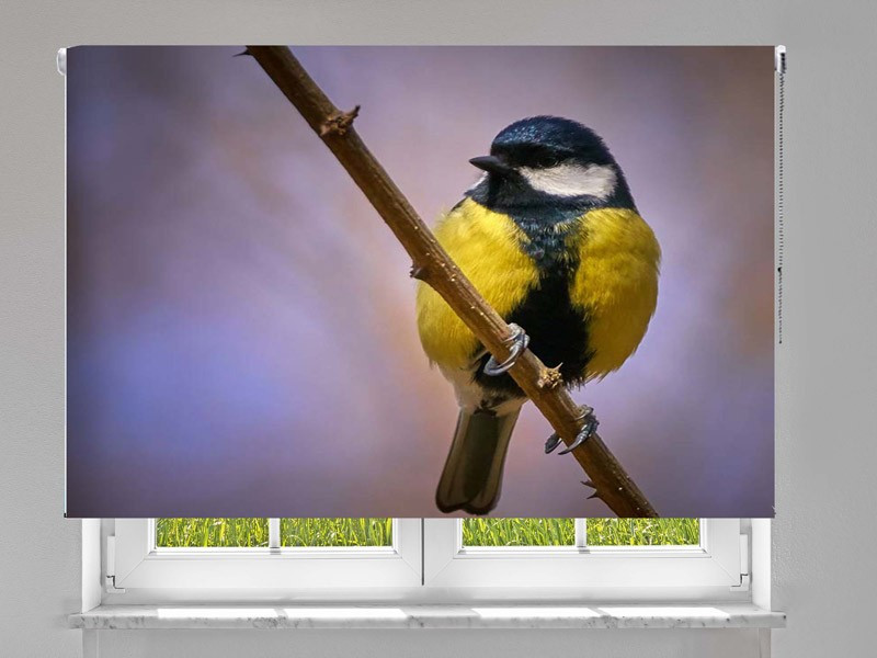Estor enrollable FOTOGRAFIA bird